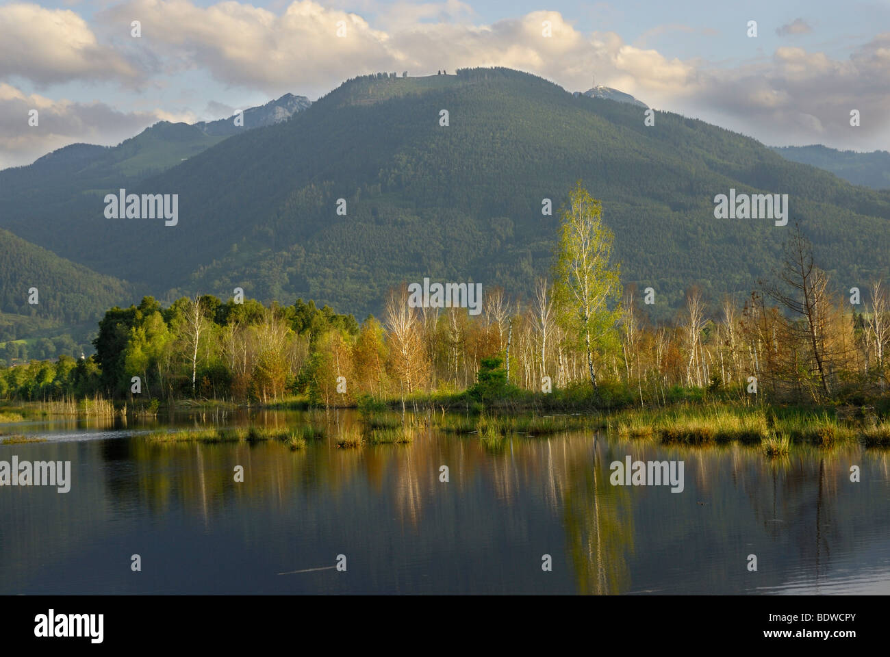Evening at a moor pond with birch grove (Betula pubenscens), mountains in the back, Grundbeckenmoor area, Nicklheim, Bavaria, G Stock Photo