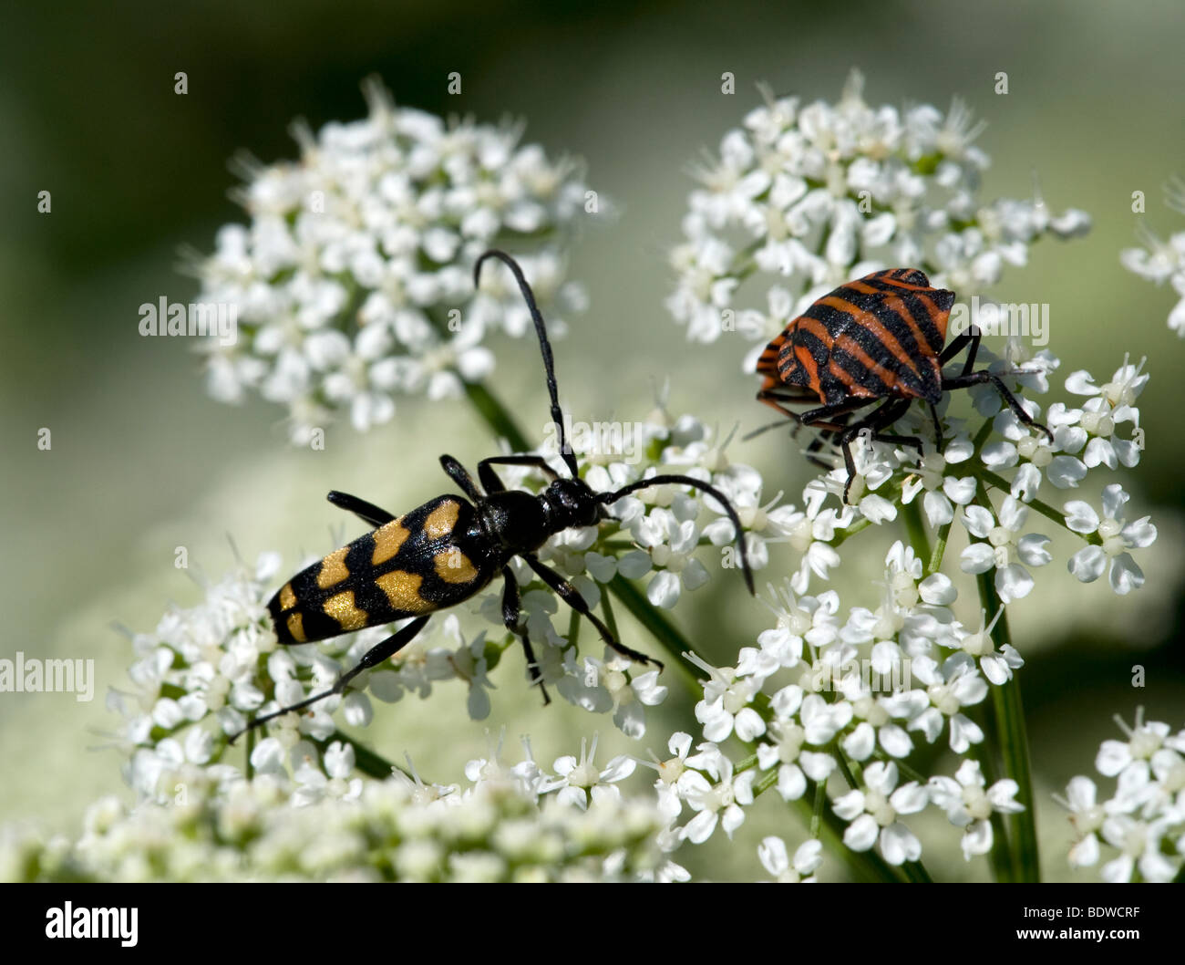 Berry-louse and longicorn Stock Photo