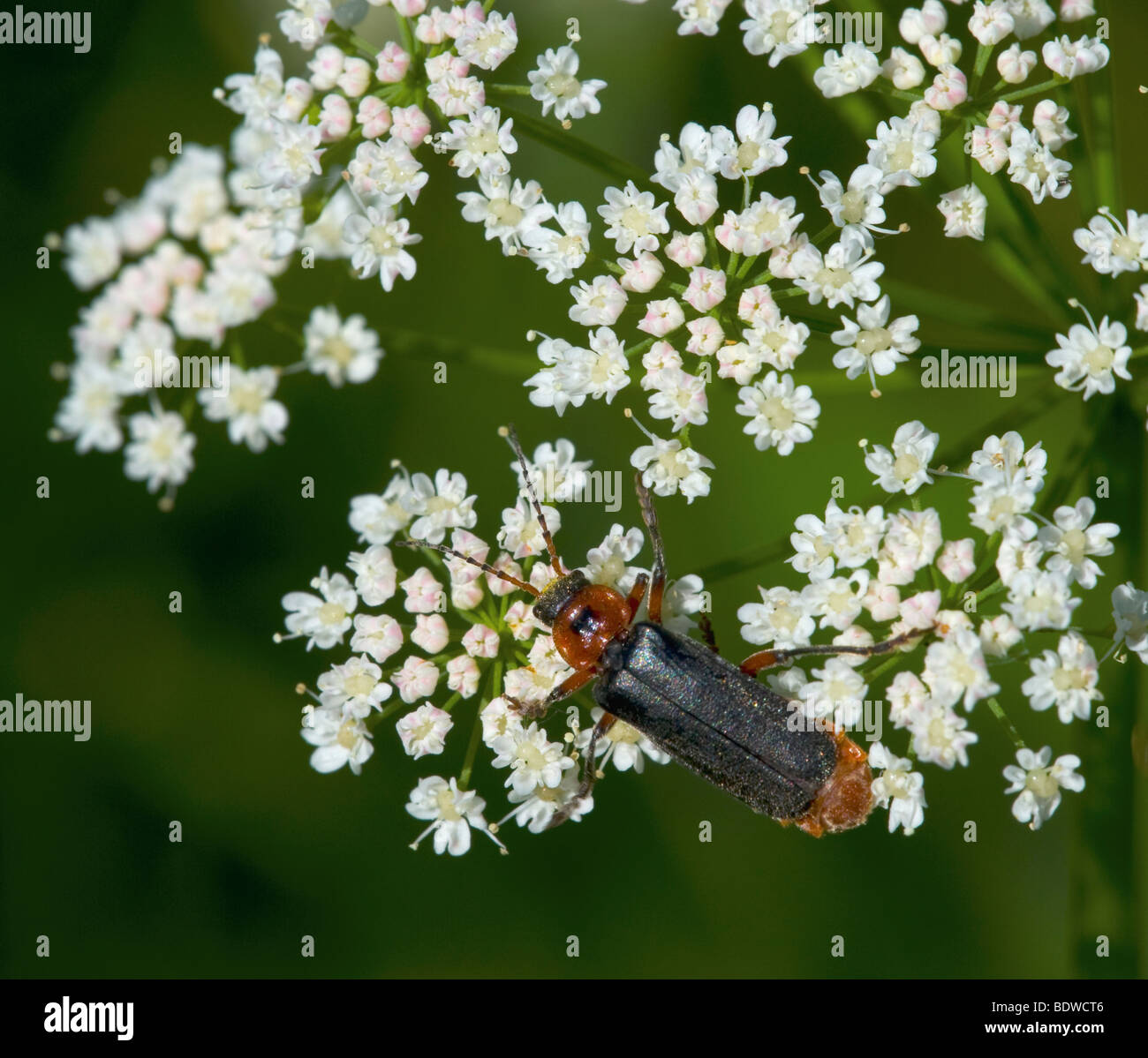 Cantharis rustica hires stock photography and images Alamy