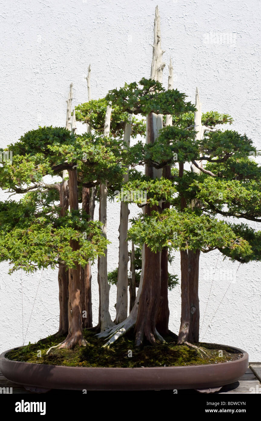A bonsai miniature tree on display at the National Arboretum in