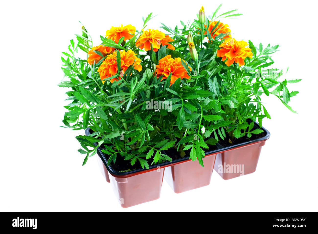 bright orange marigolds in plastic pots on a white background Stock Photo