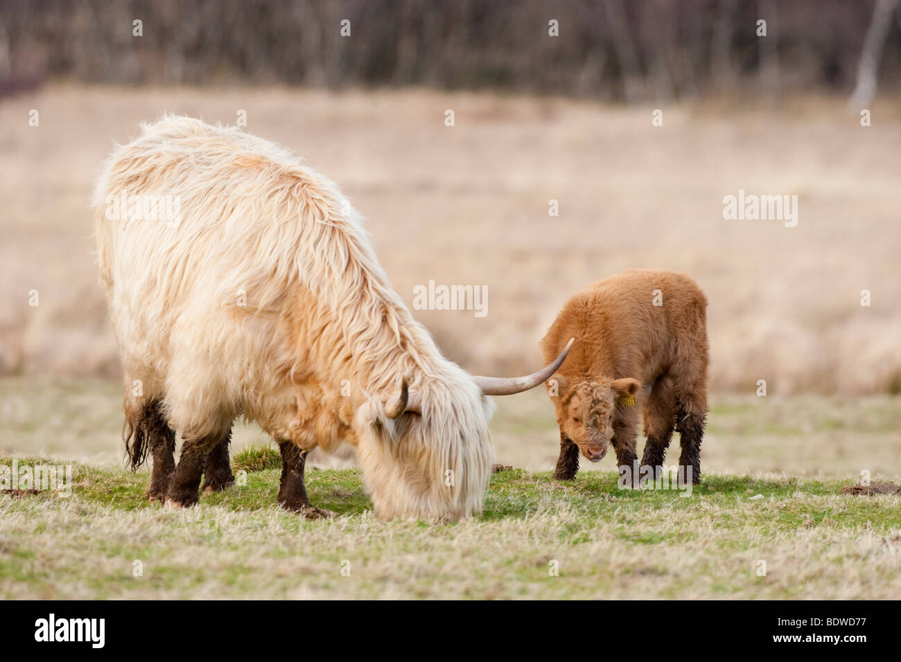 Highland Cattle, cow and calf Stock Photo - Alamy