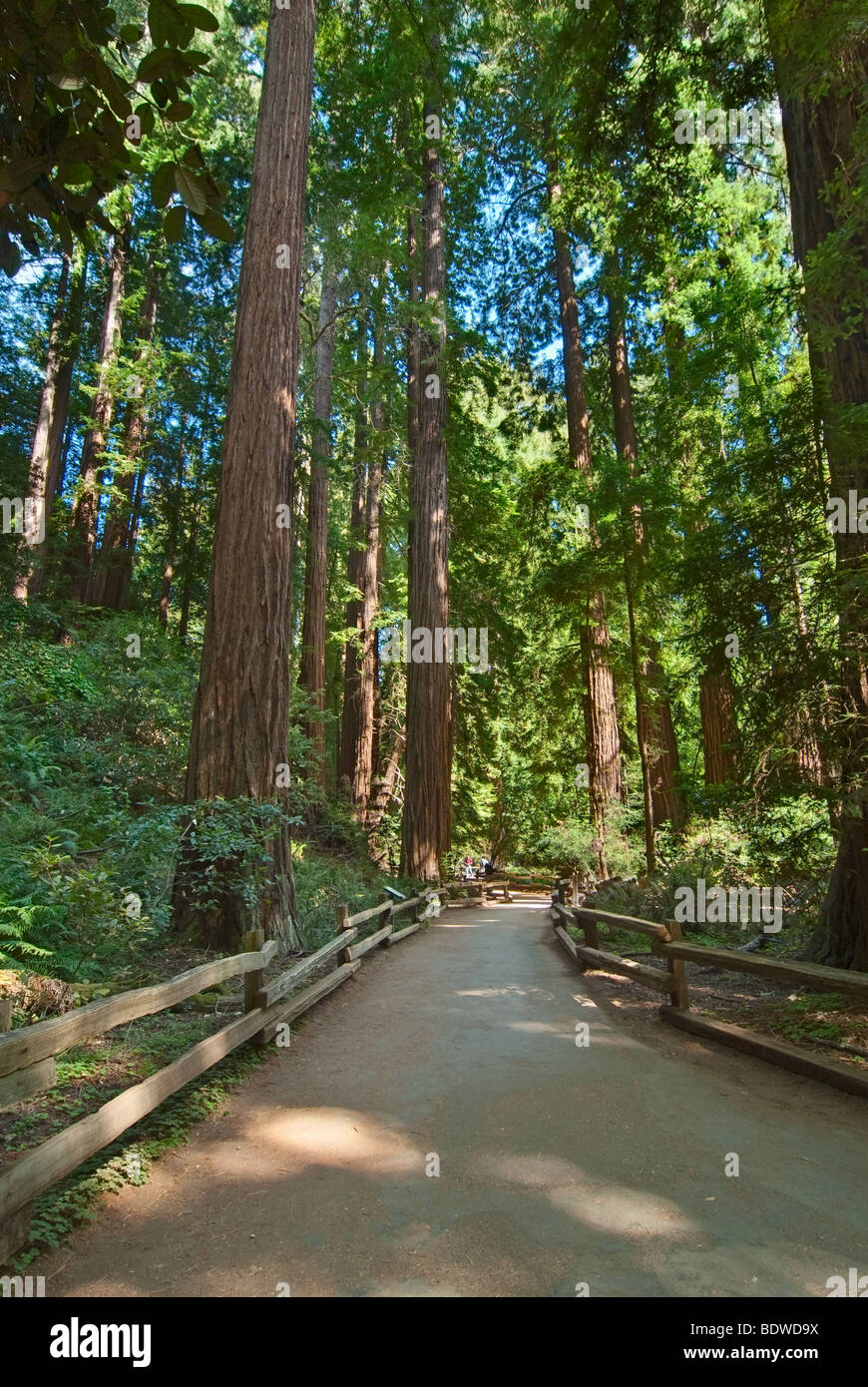 Redwood Forest of Muir Woods National Monument Stock Photo Alamy