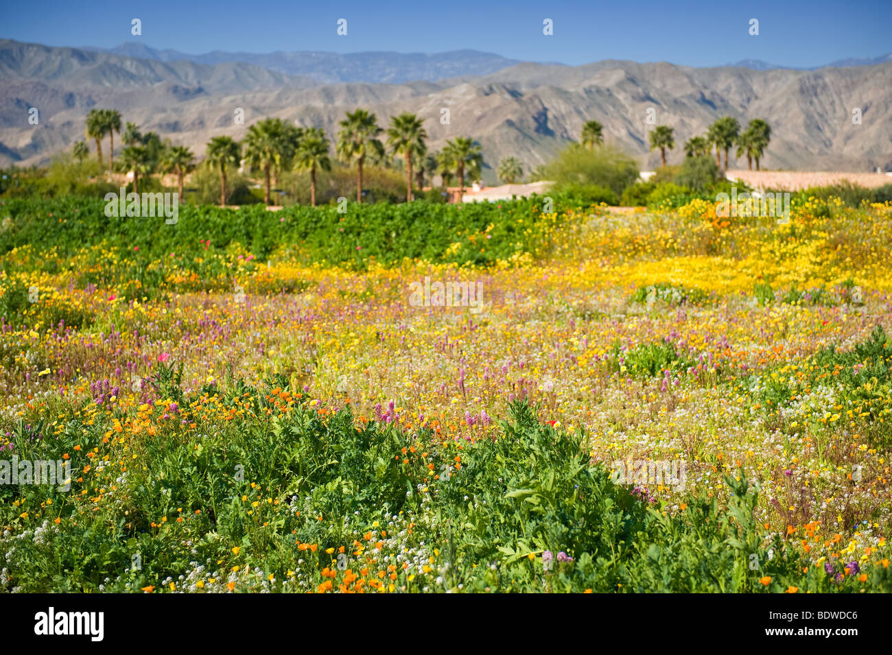 Desert wildflower field Stock Photo