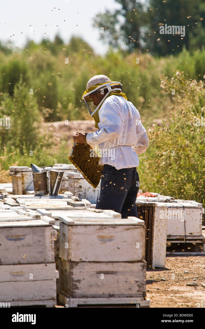 Beekeeper (apiarist ) checks hives( apiary) for the status and production of his honey bee colonies. Bees pollinate many crops Stock Photo