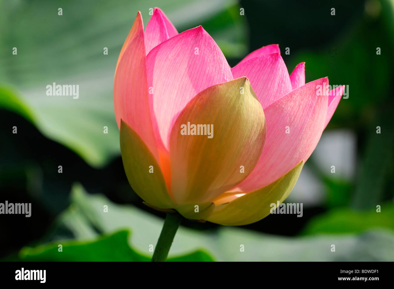 Pink lotus flower (Nelumbo) Stock Photo