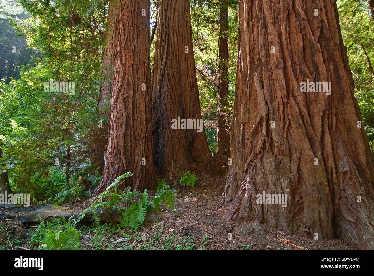 Redwood Forest of Muir Woods National Monument. Stock Photo