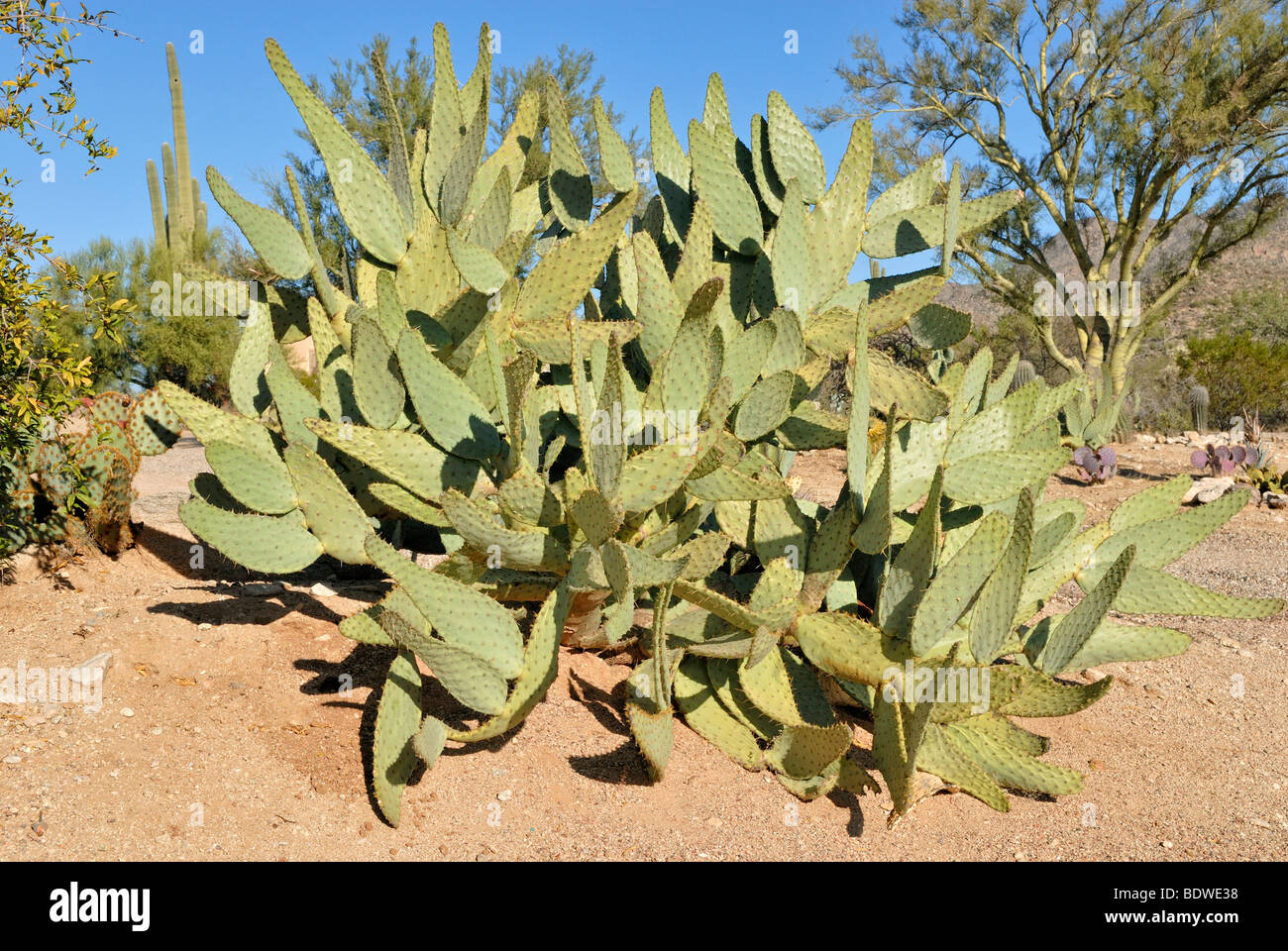 Prickly Pear (Opuntia ficus indica), Tucson, Arizona, USA Stock Photo