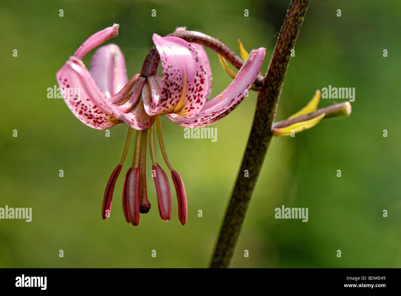 Turk's Cap Lily (Lilium martagon) Stock Photo