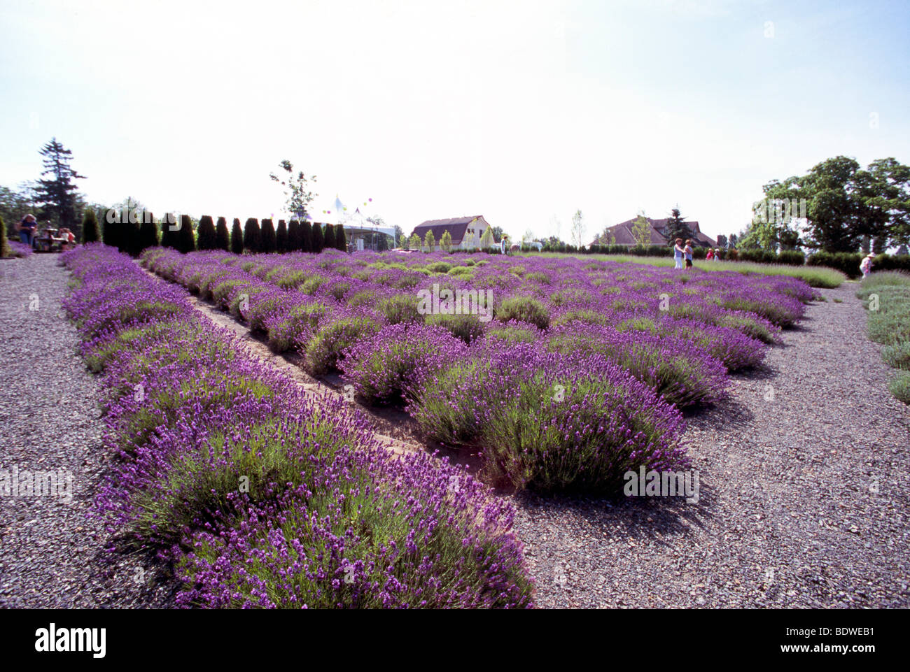 Lavender Fields (Lavandula angustifolia) - Flower, Plant, Crop and Harvest on Farm - Fraser Valley, BC, British Columbia, Canada Stock Photo
