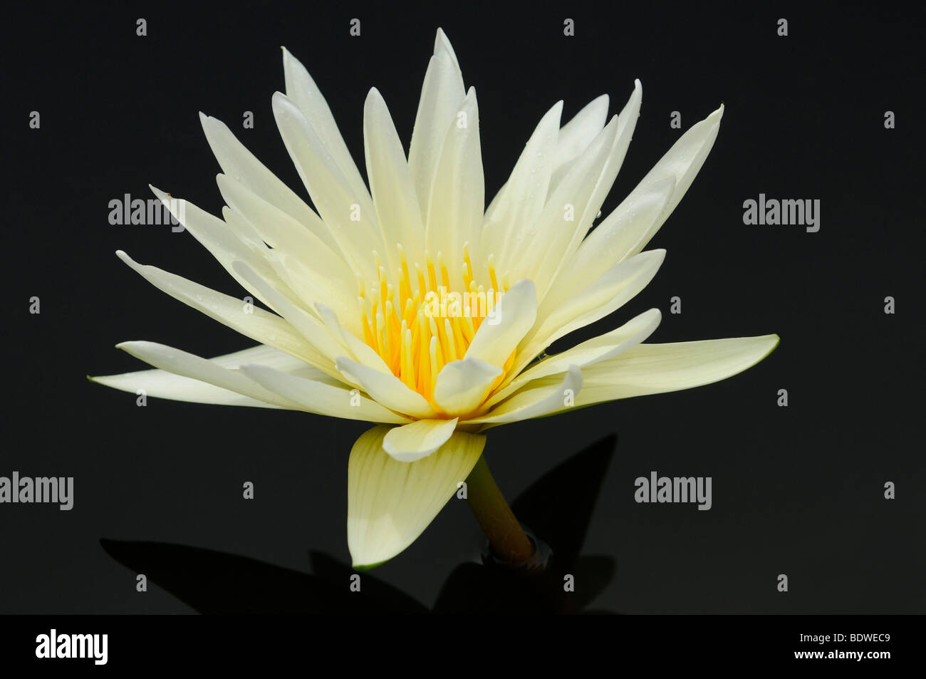 Water lily (Nymphaea), cultivated breed Texas Dawn Stock Photo
