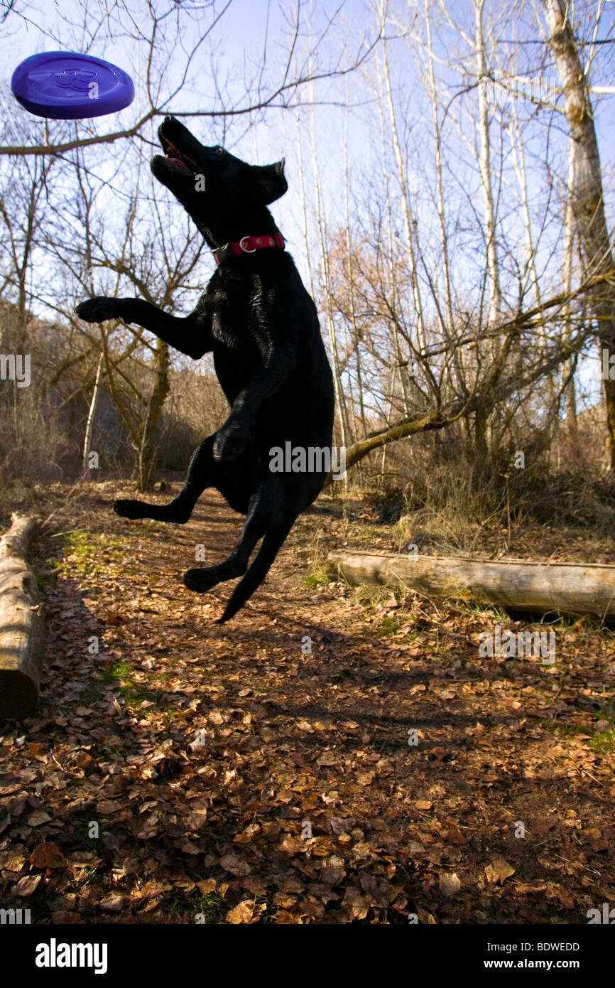Frisbee and dog hi-res stock and images - Page 20 -