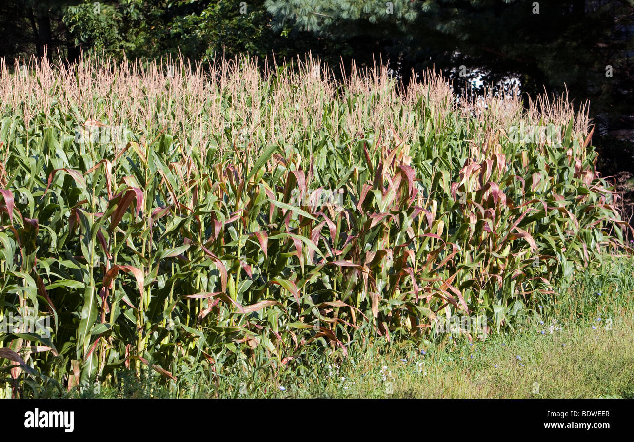 Ripening rows of corn. Shot at the edge of the corn field late in the season. Stock Photo