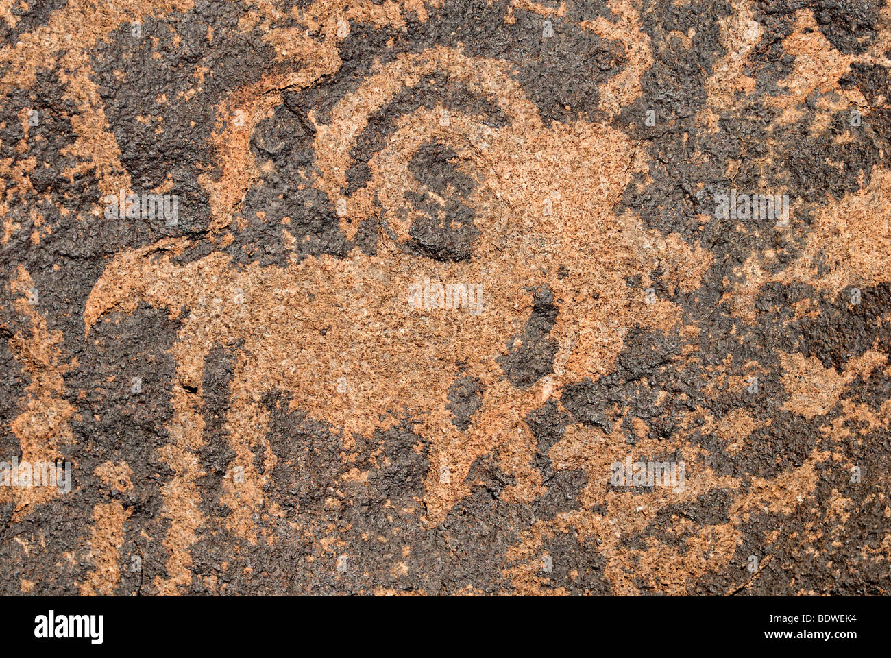 Native American engraving, petroglyphs, animal depiction, about 1000 years old, Painted Rock Petroglyph Site, Painted Rocks Sta Stock Photo