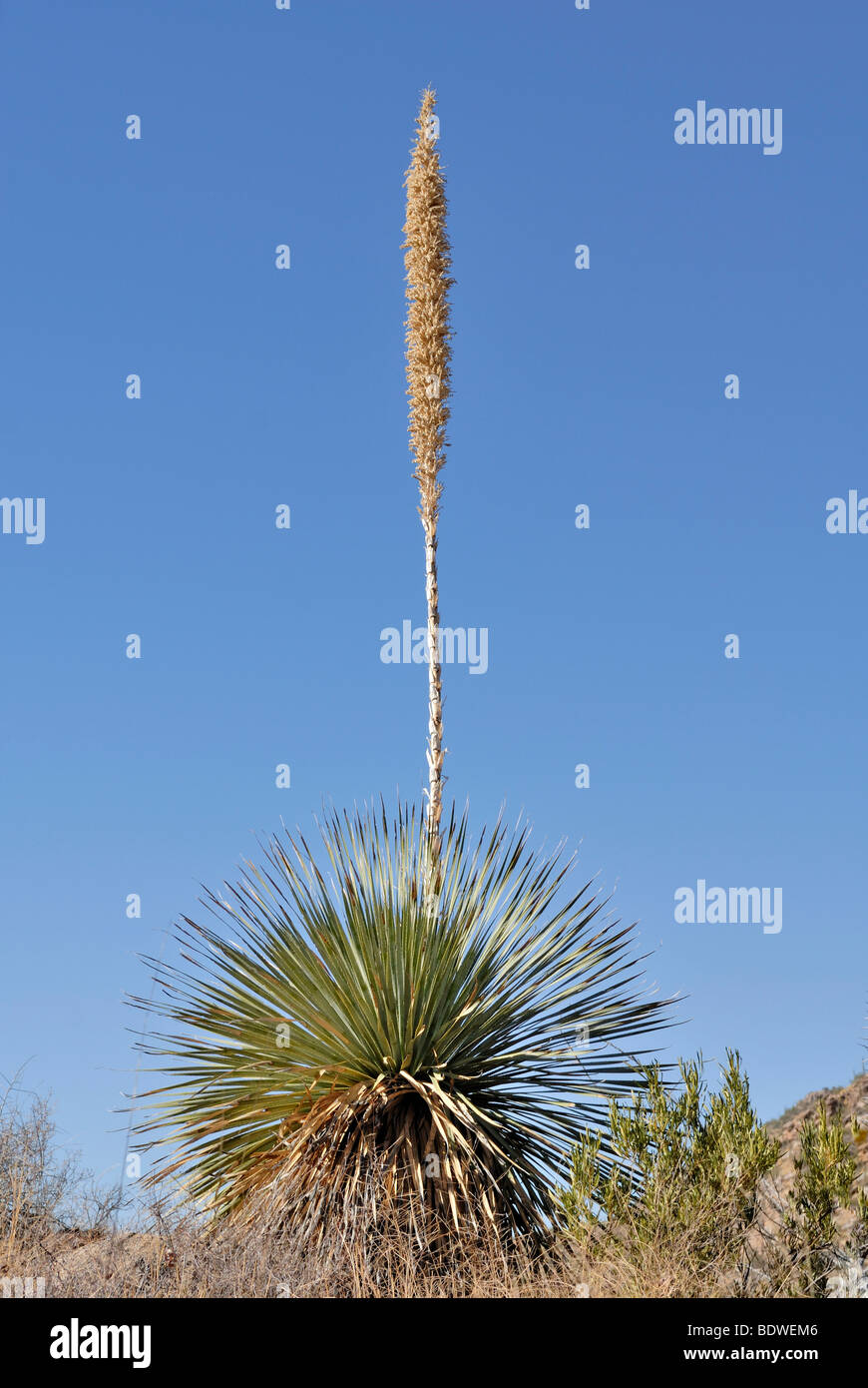 Sotol or Desert Spoon (Dasylirion), agave, Sabino Canyon, Coronado