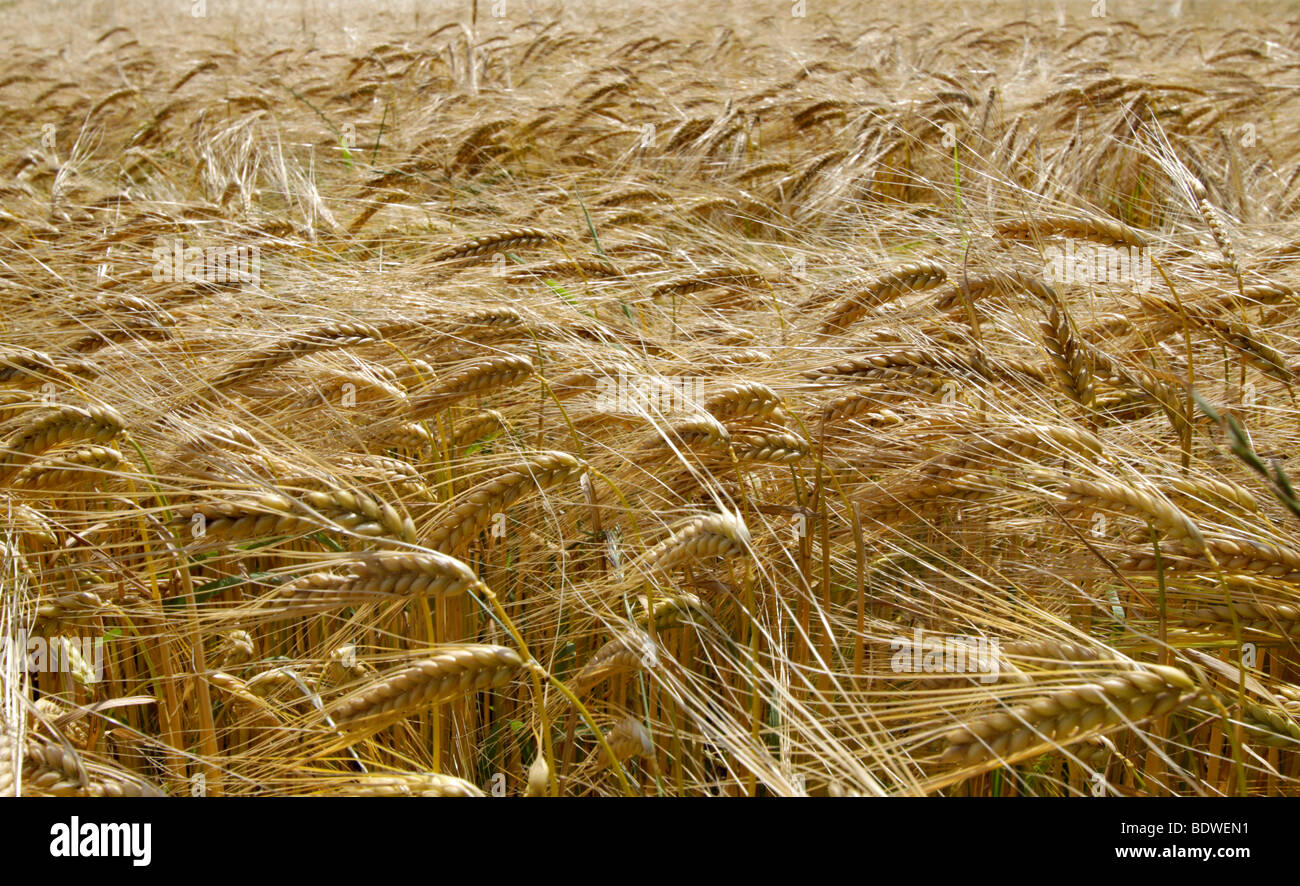 Barley field (Hordeum vulgare) in summer Stock Photo