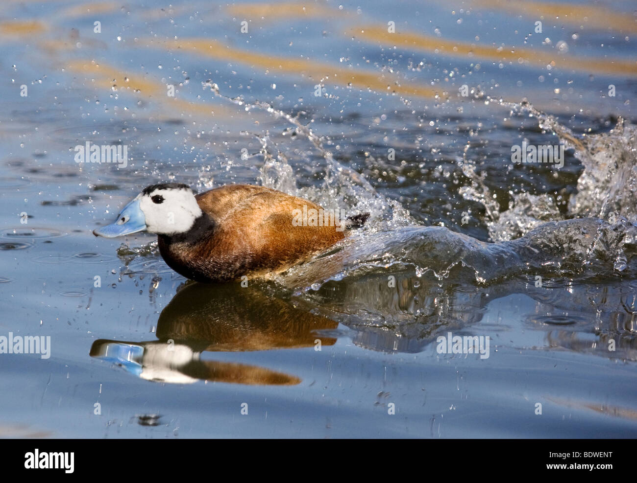 Action shot of a blue billed Ruddy Duck swimming fast and making a