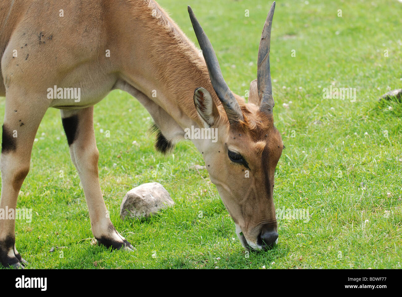 Eland antelope Stock Photo