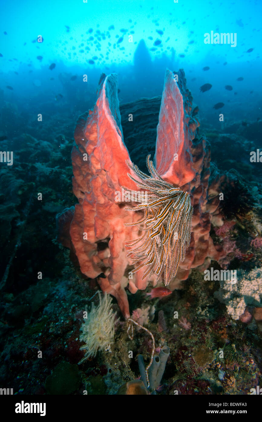 Giant barrel sponge (Xestospongia testudinaria), Indonesia Stock Photo