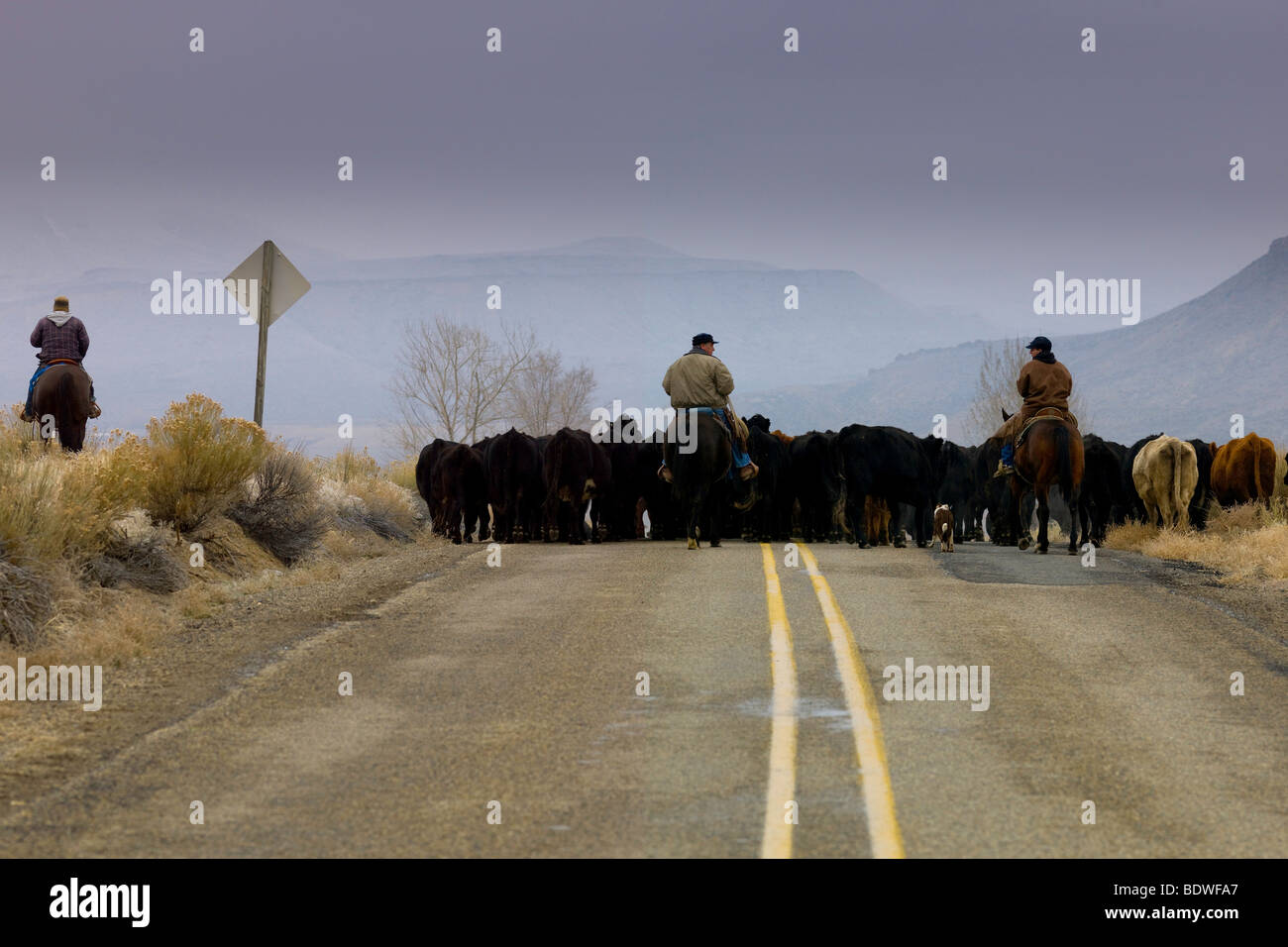 Cowboy working with cattle hi-res stock photography and images - Alamy