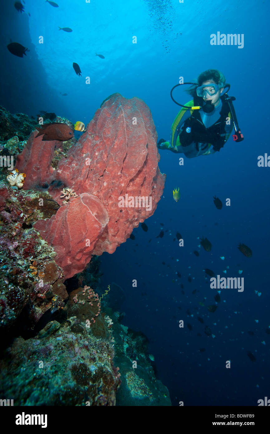 Diver looking at a barrel sponge (Xestospongia testudinaria), Indonesia Stock Photo