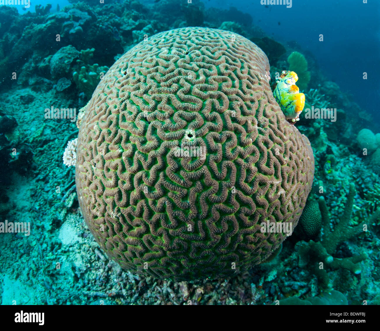 Brain coral (Platygyra daedalea), Indonesia, Stock Photo