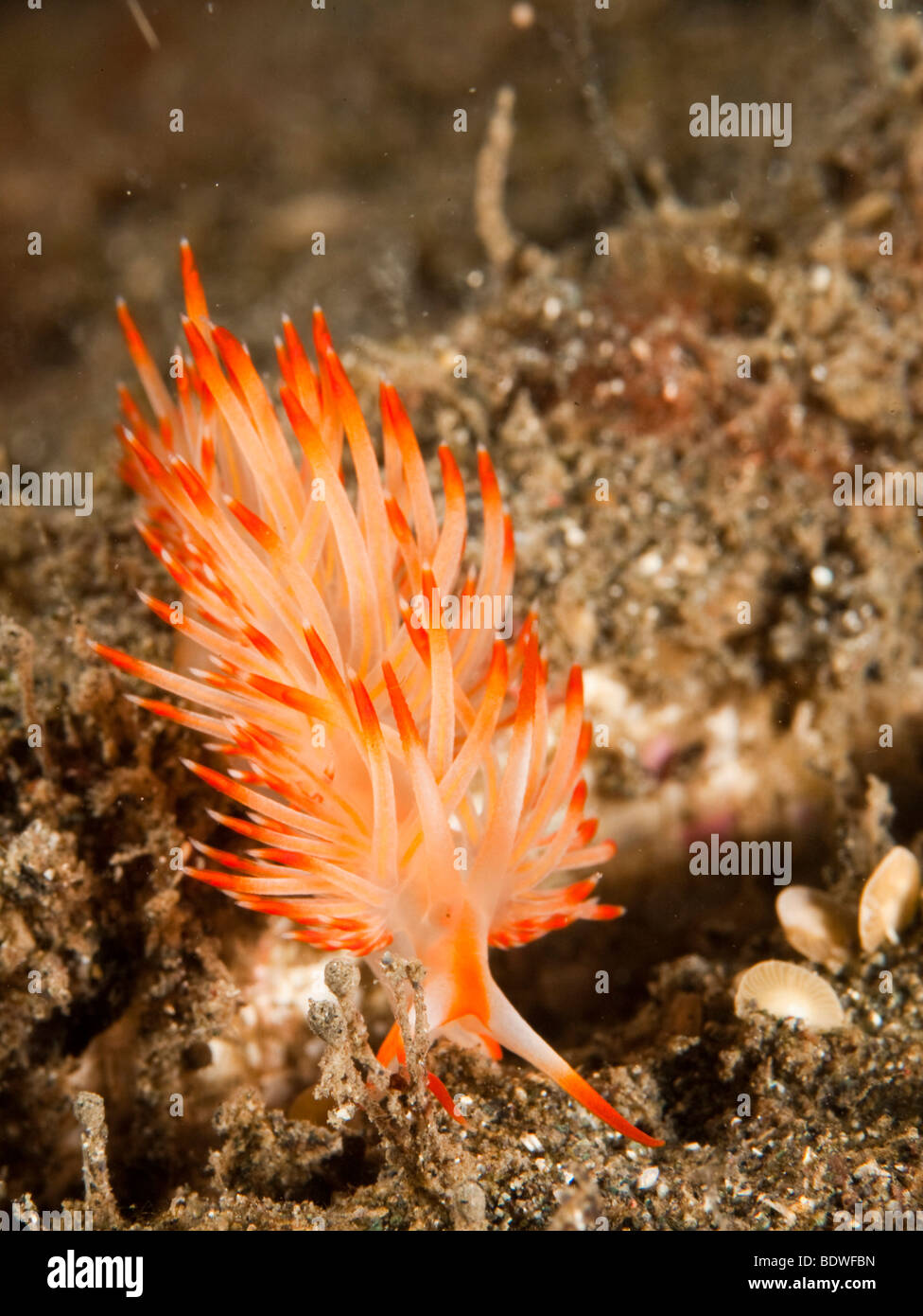Nudibranch or seaslug (Flabellina sp), Indonesia Stock Photo