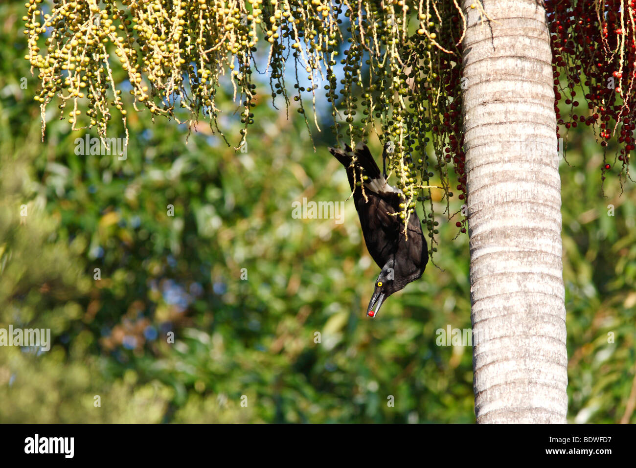 Pied Currawong, Strepera graculina, eating the fruit of the Alexandra Palm. The bird has a berry in its beak Stock Photo