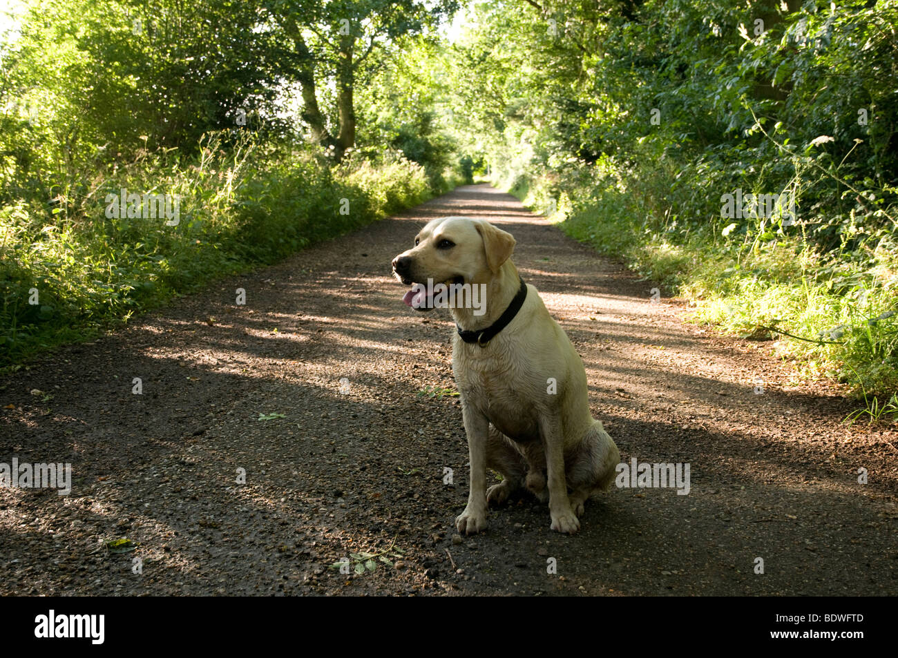 Yellow labrador retriever dog Stock Photo