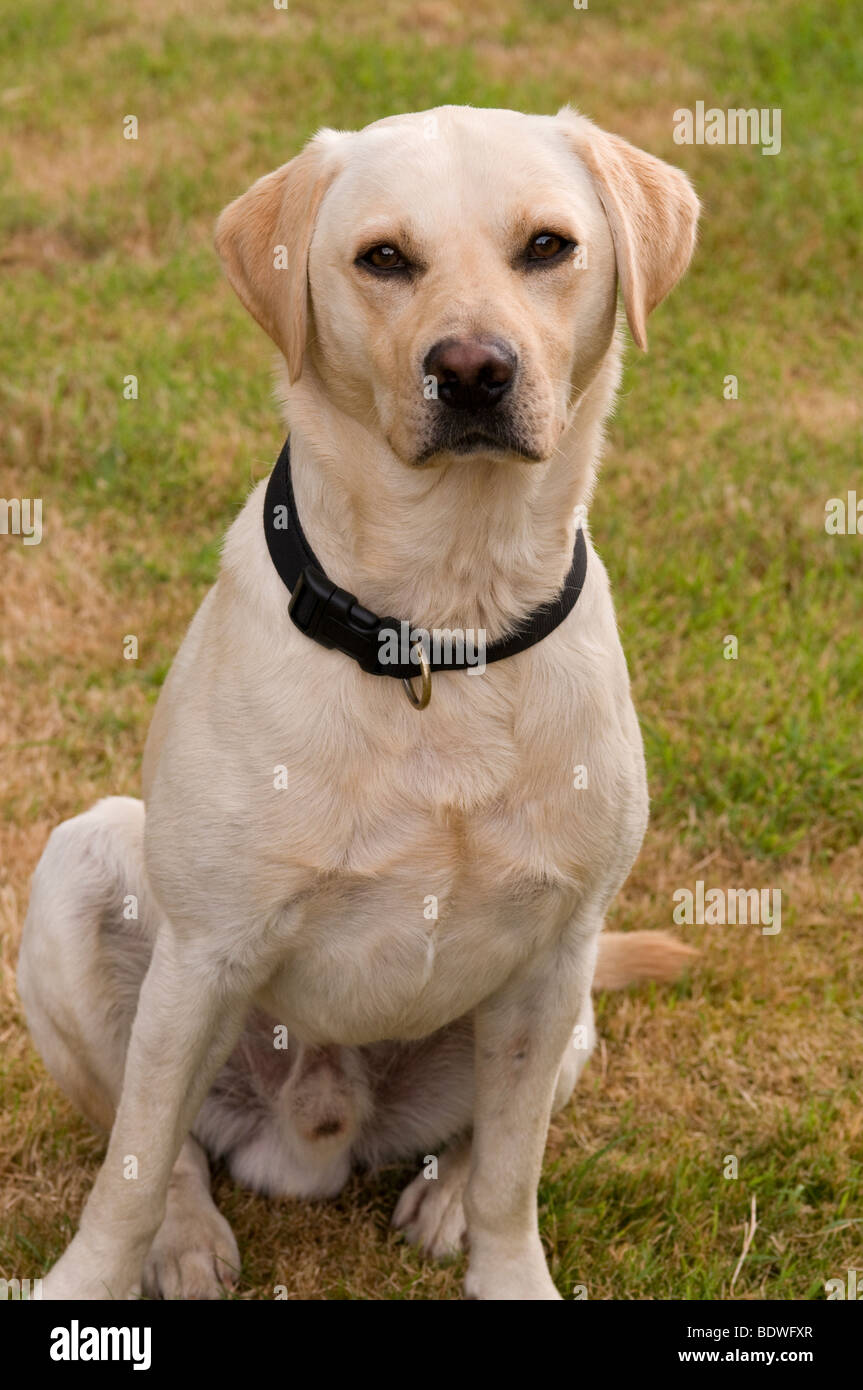 Yellow Labrador Retriever dog Stock Photo