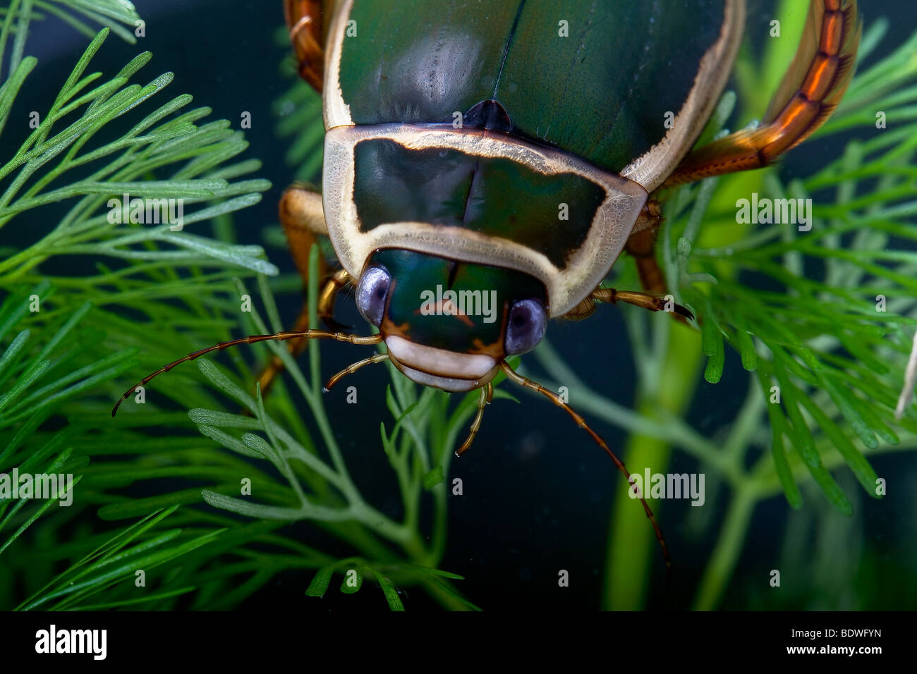 great diving beetle dytiscus marginalis close up portrait Stock Photo