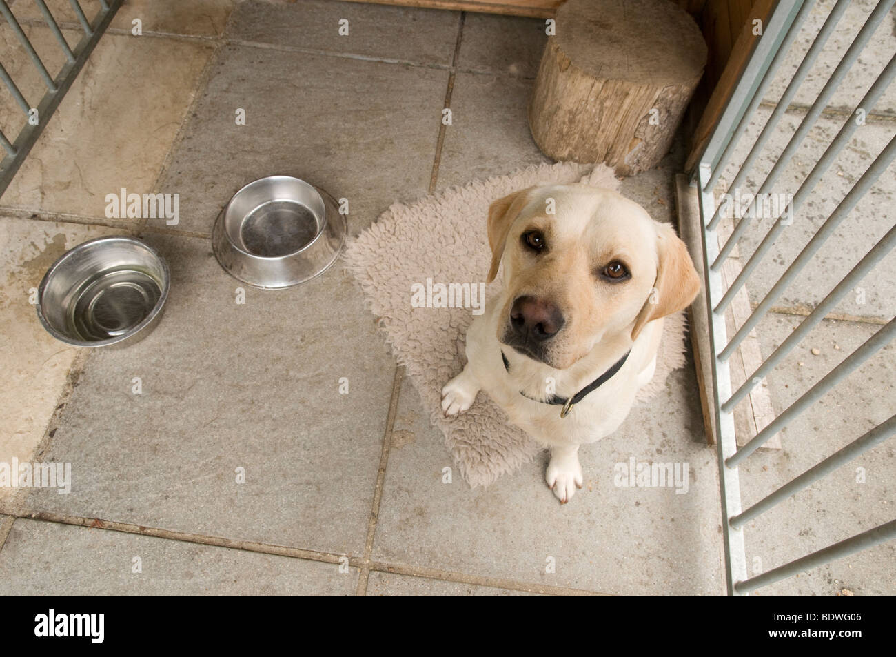 Yellow Labrador dog sitting in a dog kennel Stock Photo