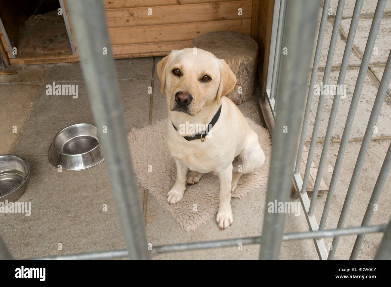 Labrador dog sitting in a dog kennel Stock Photo