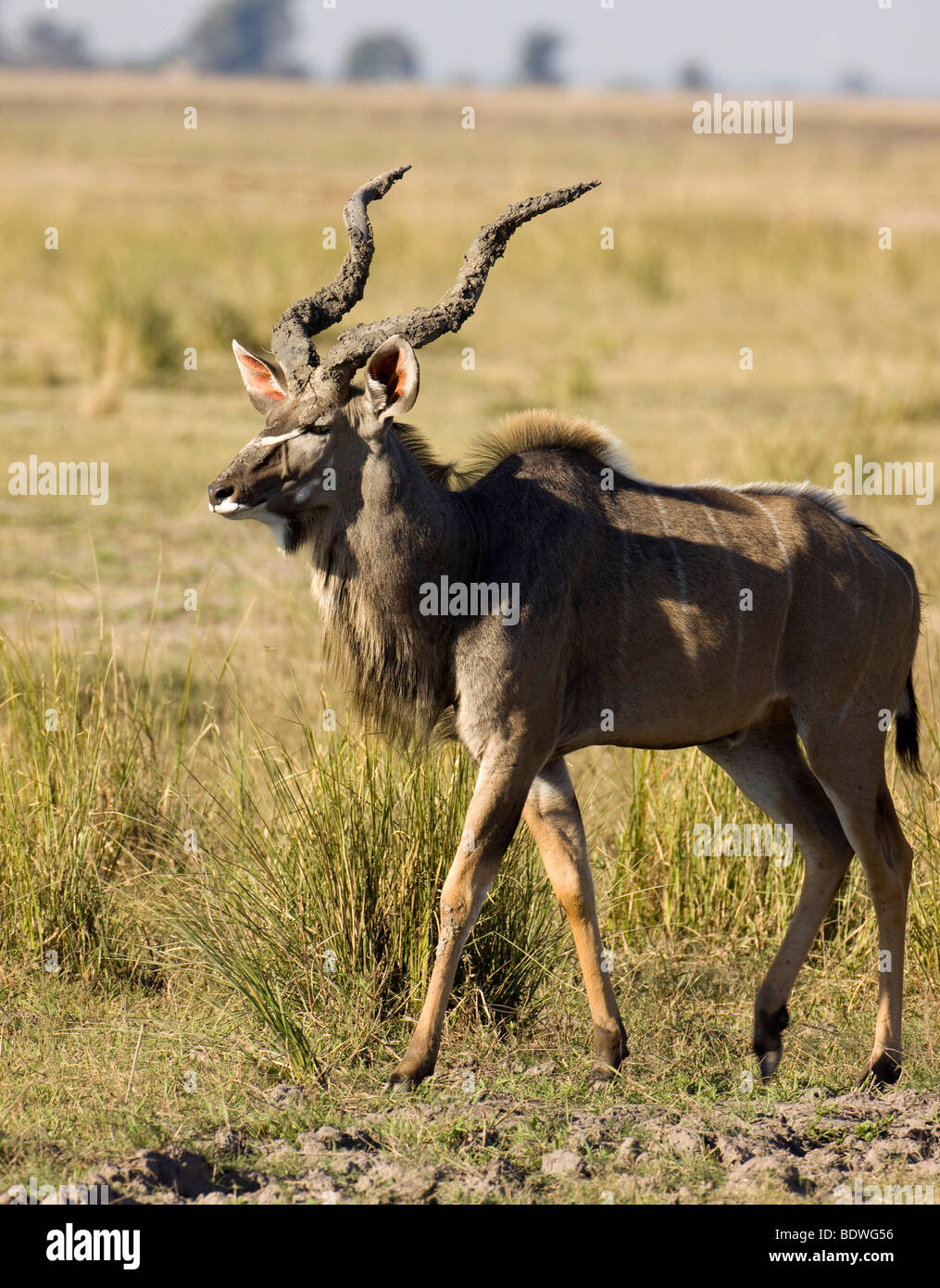 Greater Kudu (Tragelaphus strepsiceros), male, Chobe National Park, Botswana, Africa Stock Photo
