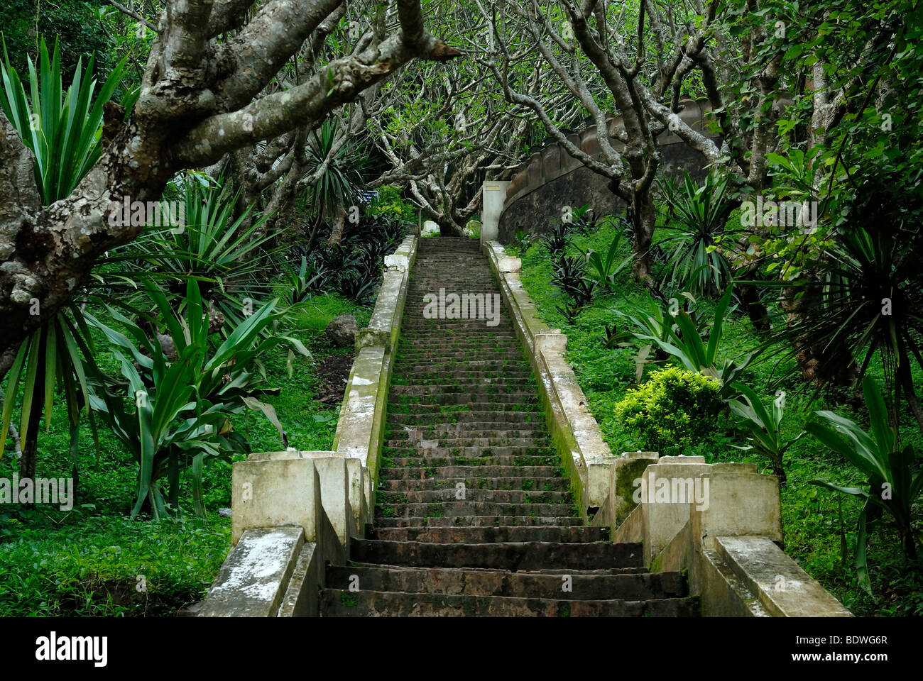 Red Frangipani trees (Plumeria rubra), national flower of Laos, on the