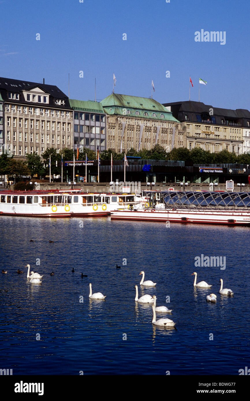 Swans, in the back pier for line boats on the shore of the Jungfernstieg, Alsterhaus and Dresdner Bank buildings, Inner Alster  Stock Photo