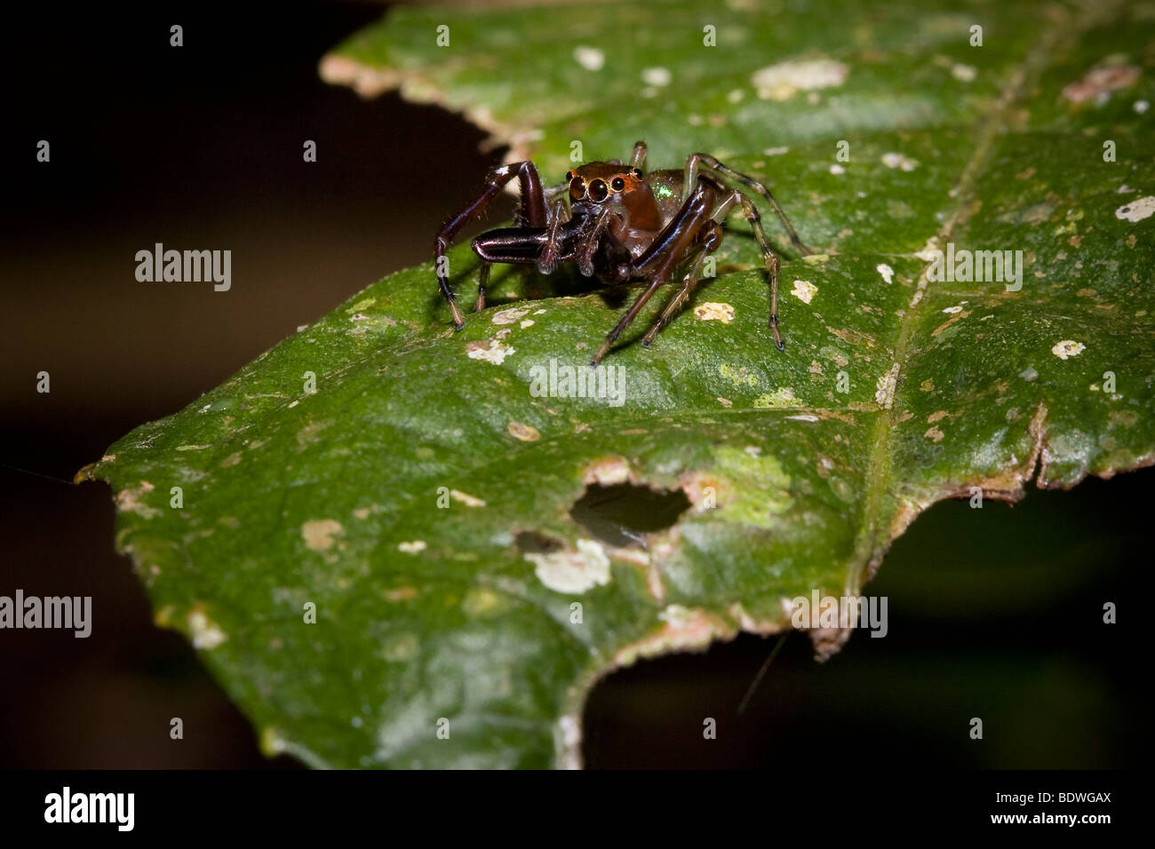 An ornate tropical jumping spider, family Salticidae, with large chelicerae. Photographed in Costa Rica. Stock Photo