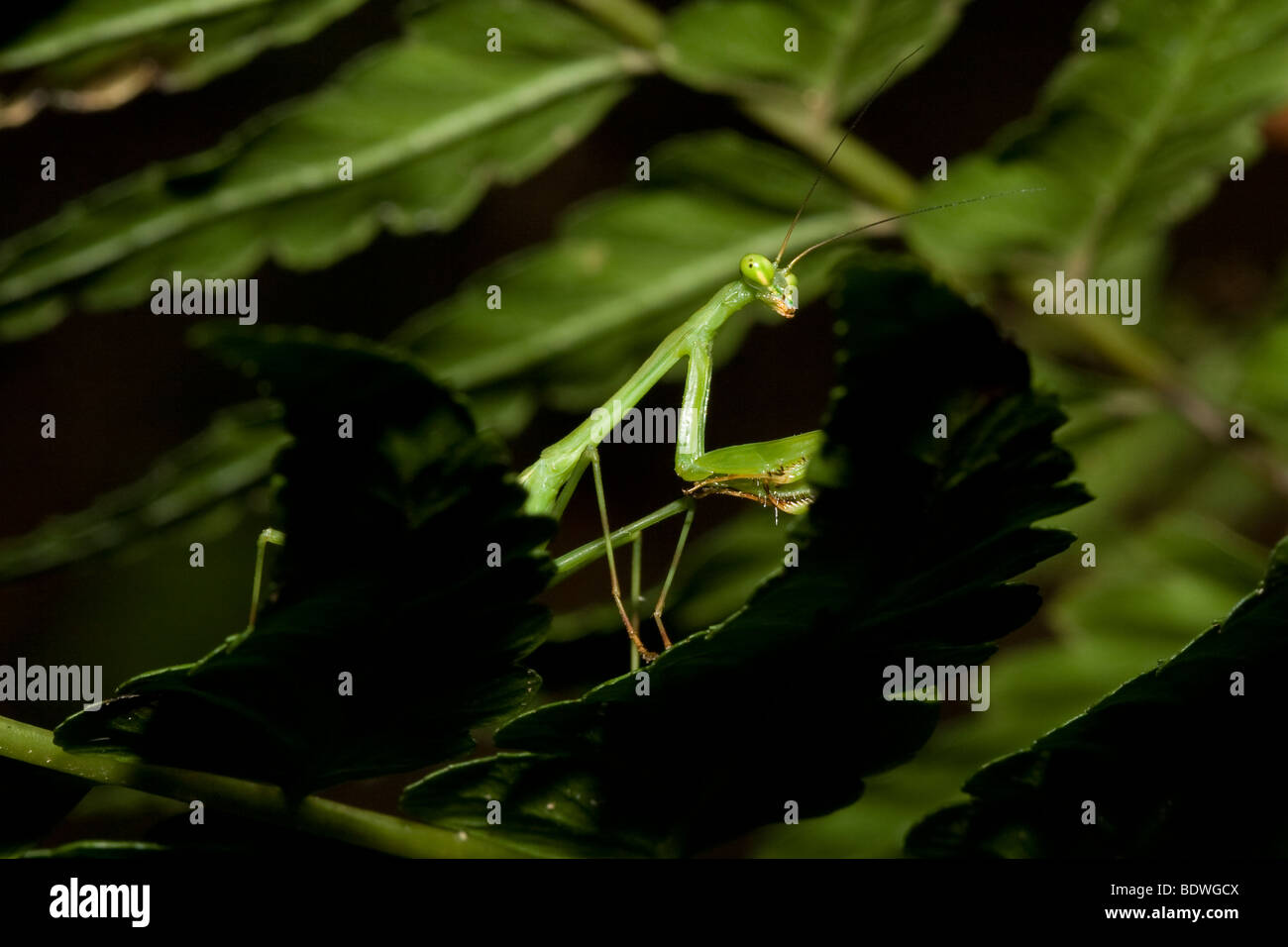 Praying mantis, order Mantodea. Photographed in the mountains of Costa