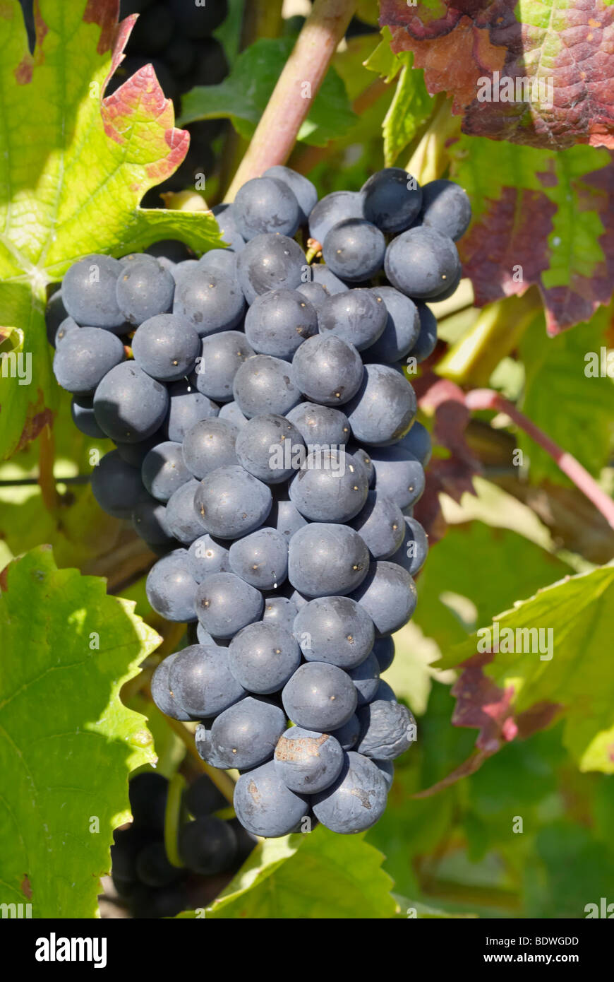Ripe blue grapes for red wine on the vine, Oberotterbach, Palatinate, Rhineland-Palatinate, Germany, Europe Stock Photo