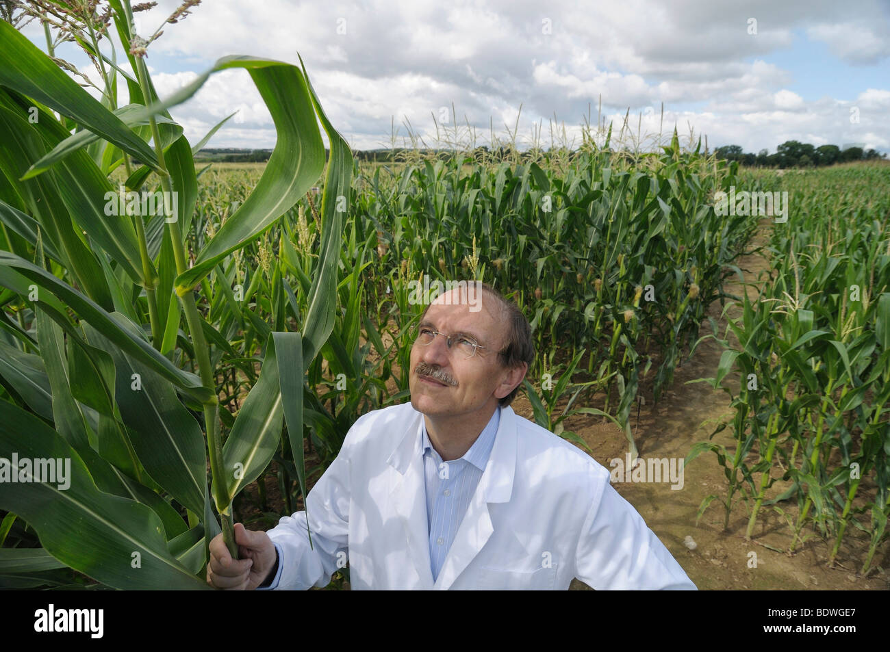 Prof. Dr. Melchinger, hybrid research, standing beside the first generation plants on the experimental corn field at the Univer Stock Photo