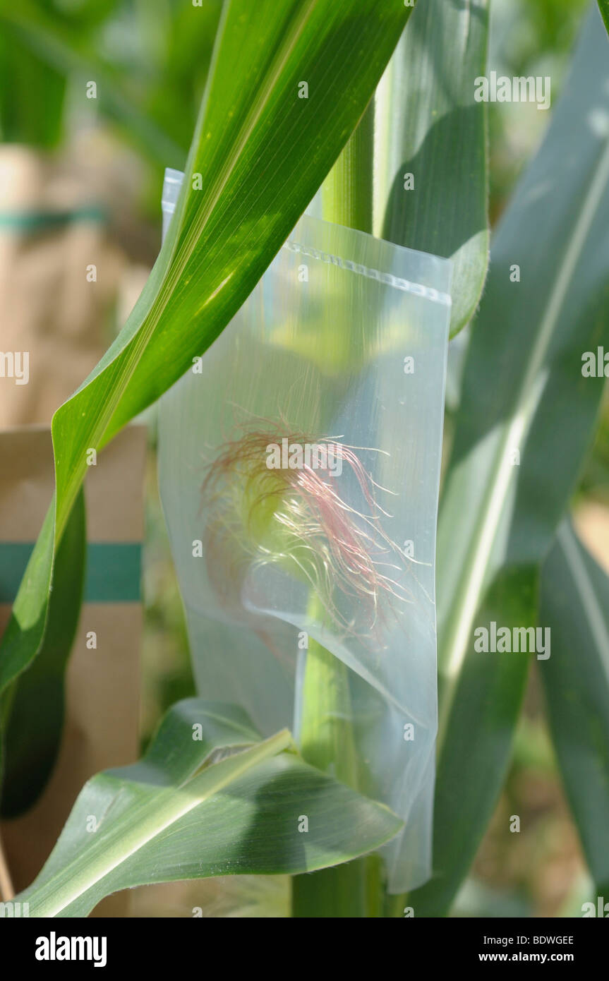Hybrid breeding, experimental corn field at the University of Hohenheim, Baden-Wuerttemberg, Germany, Europe Stock Photo