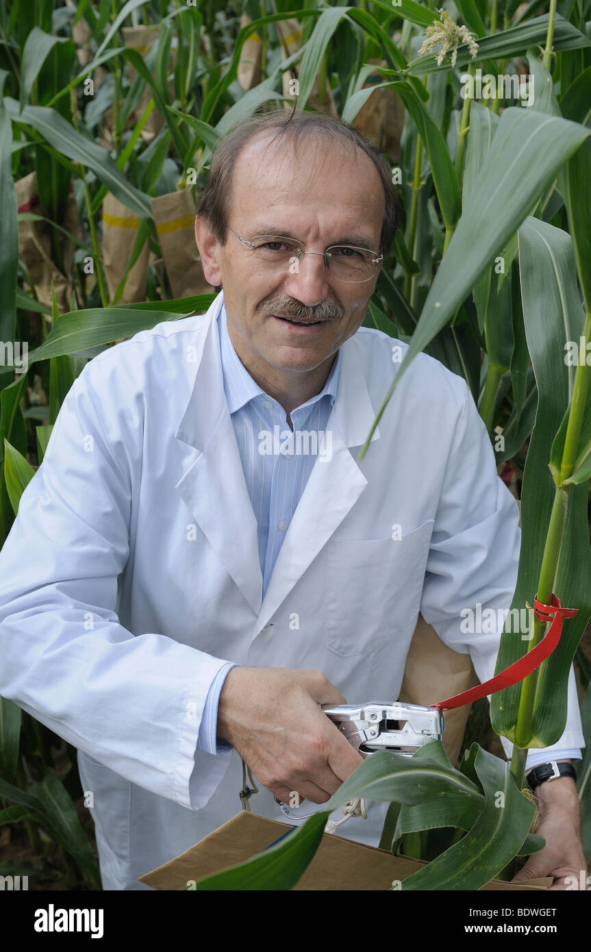 Prof. Dr. Melchinger, hybrid research on the experimental corn field at the University of Hohenheim, Baden-Wuerttemberg, German Stock Photo
