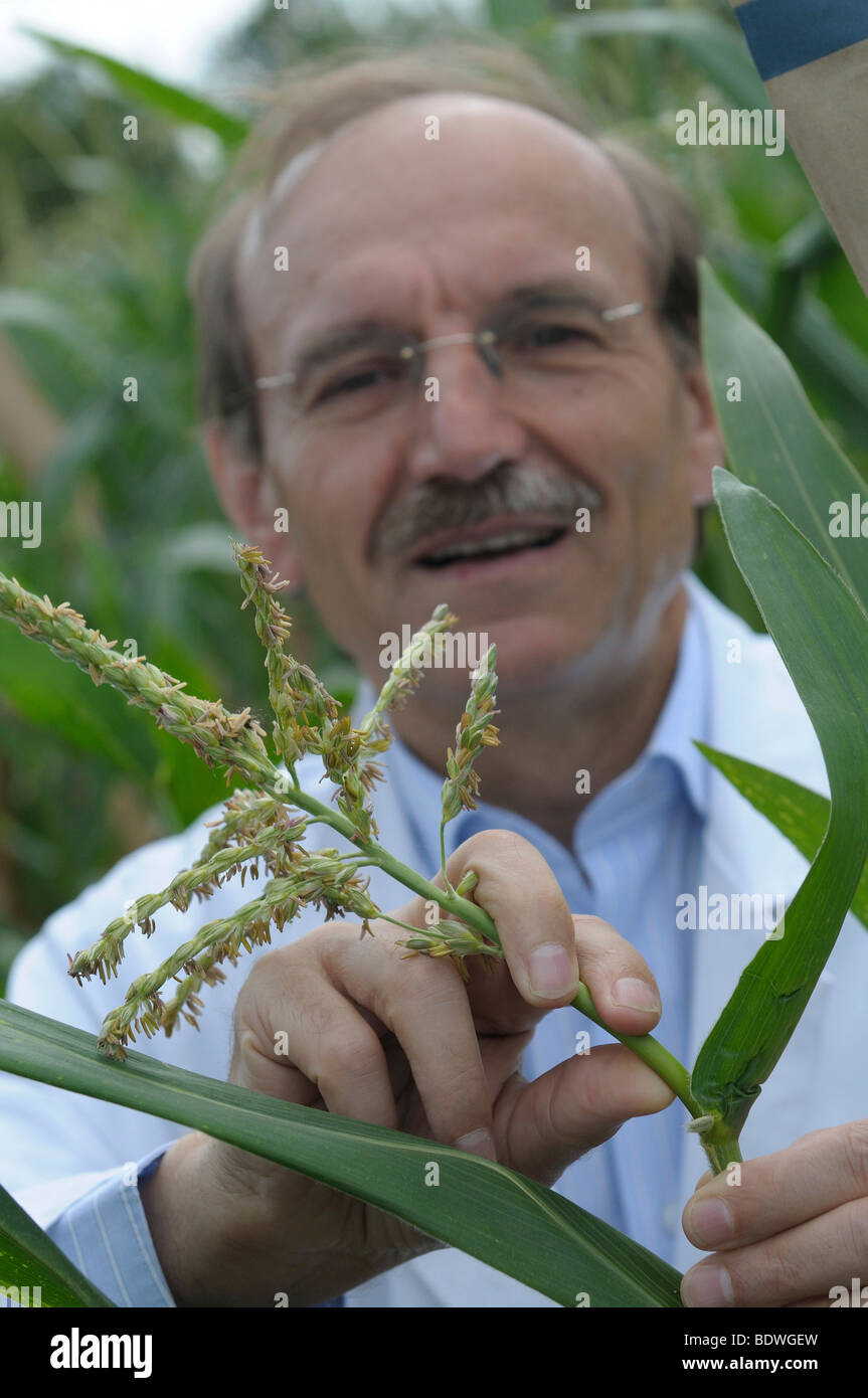 Prof. Dr. Melchinger, hybrid research on the experimental corn field at the University of Hohenheim, Baden-Wuerttemberg, German Stock Photo