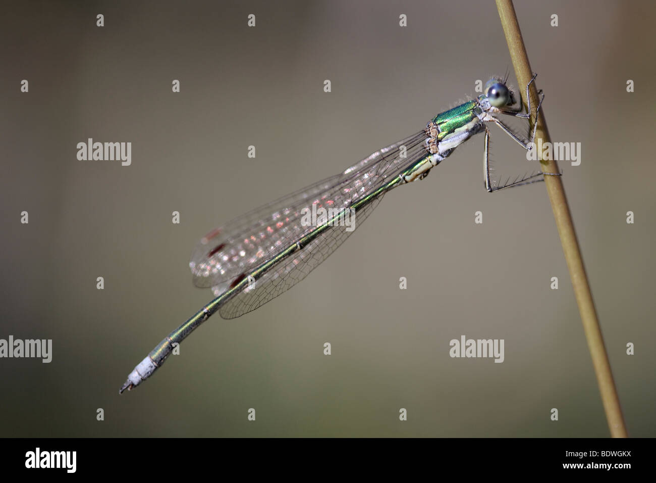 Emerald Damselfly (Lestes sponsa) on a blade of grass Stock Photo - Alamy