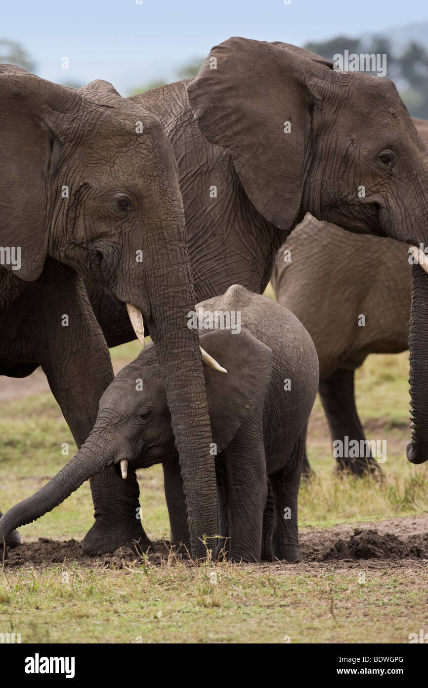 Close Tiny Baby African elephant with herd, reaching trunk from behind its' protective mothers' long trunk digging in dirt in Masai Mara Kenya Africa Stock Photo