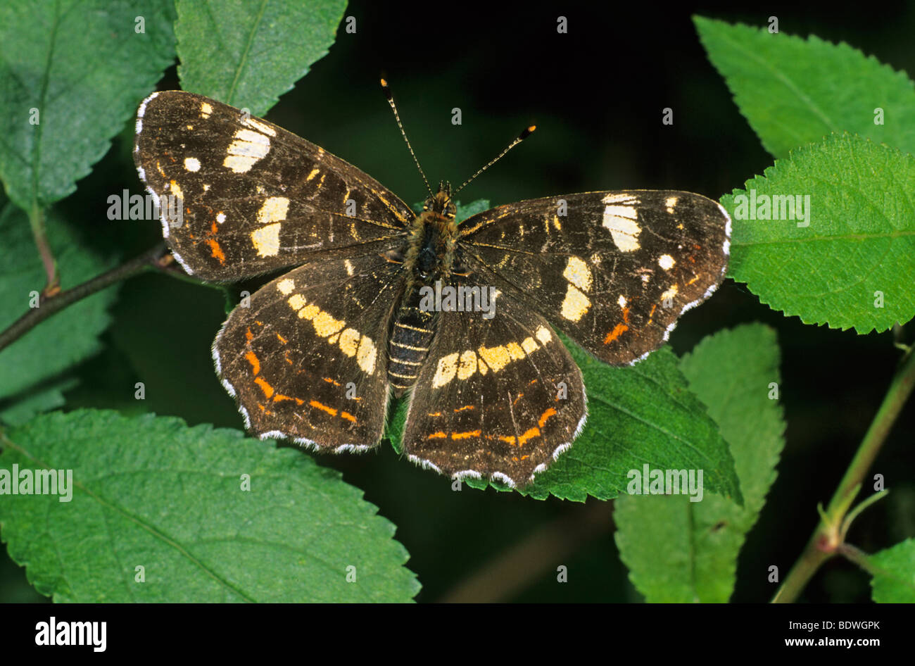 Map butterfly (Araschnia levana), second or summer generation individual Stock Photo