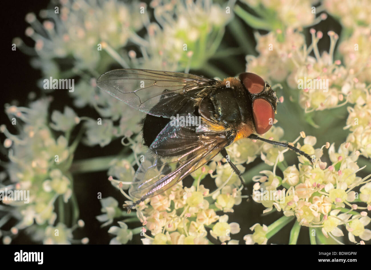 Tachina fly species (Ectophasia sp) searching for nectar Stock Photo