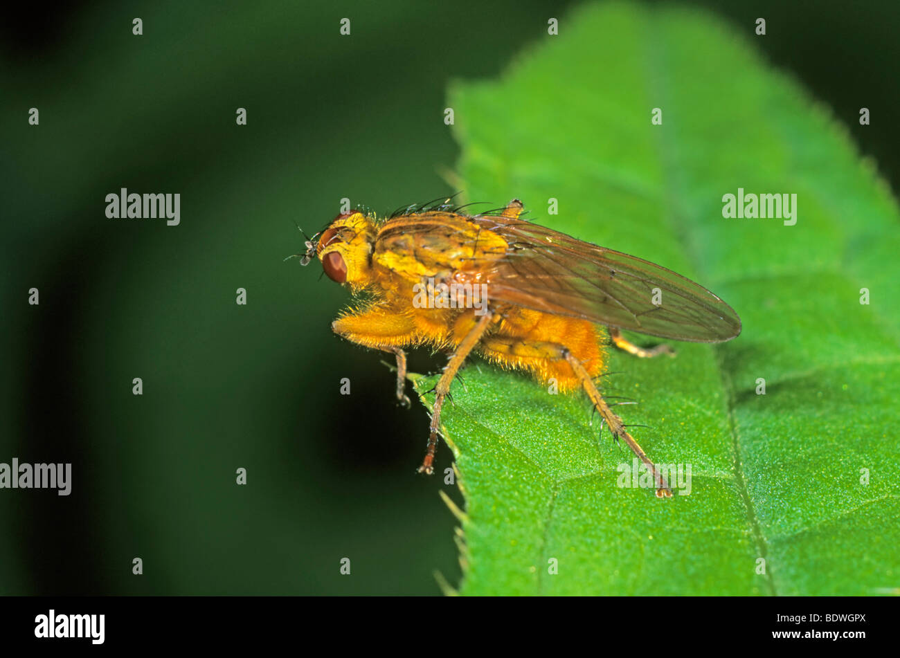 Common yellow dung fly (Scatophaga stercoraria) Stock Photo