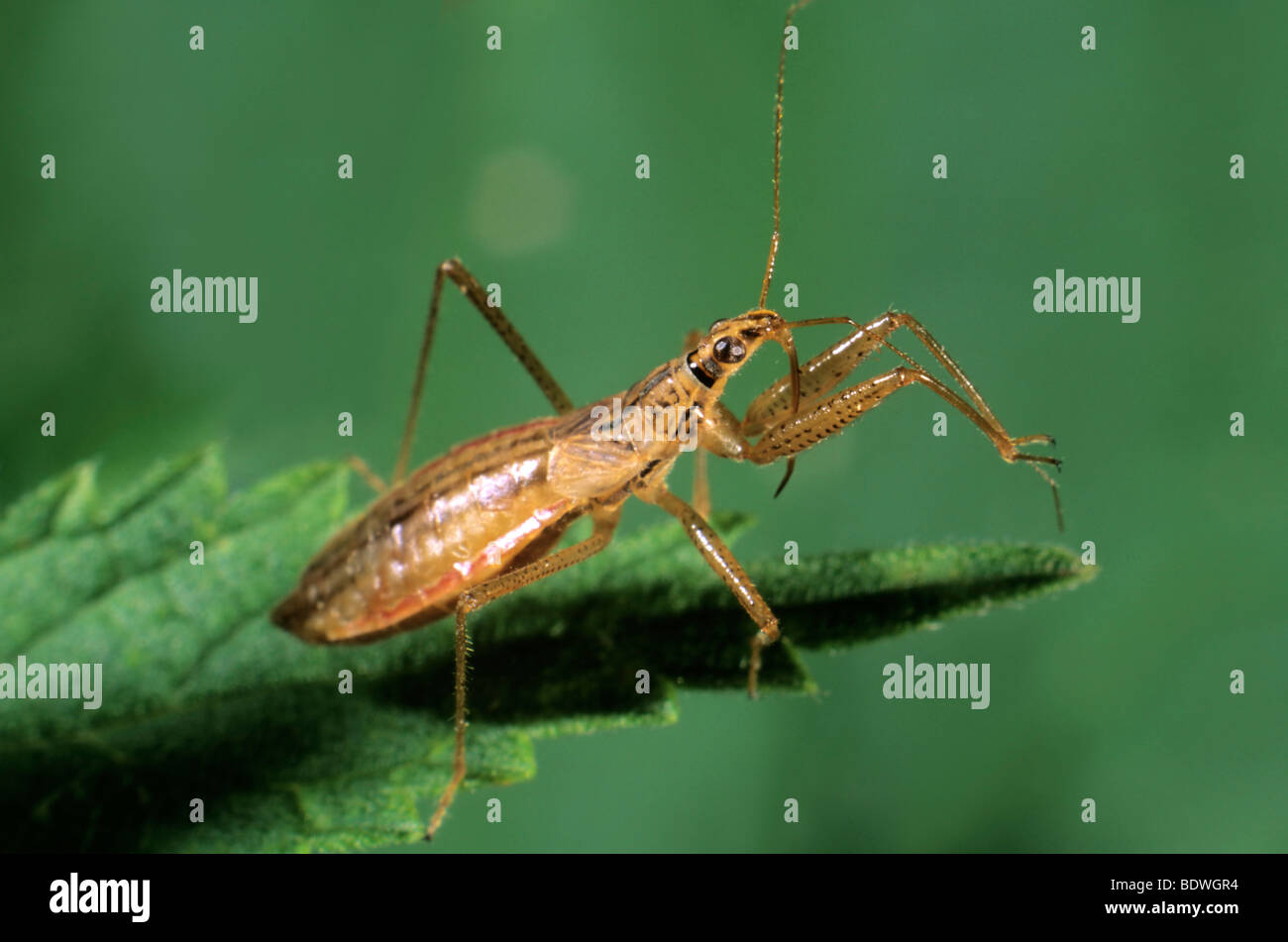 Damsel bug species (Nabis apterus) Stock Photo