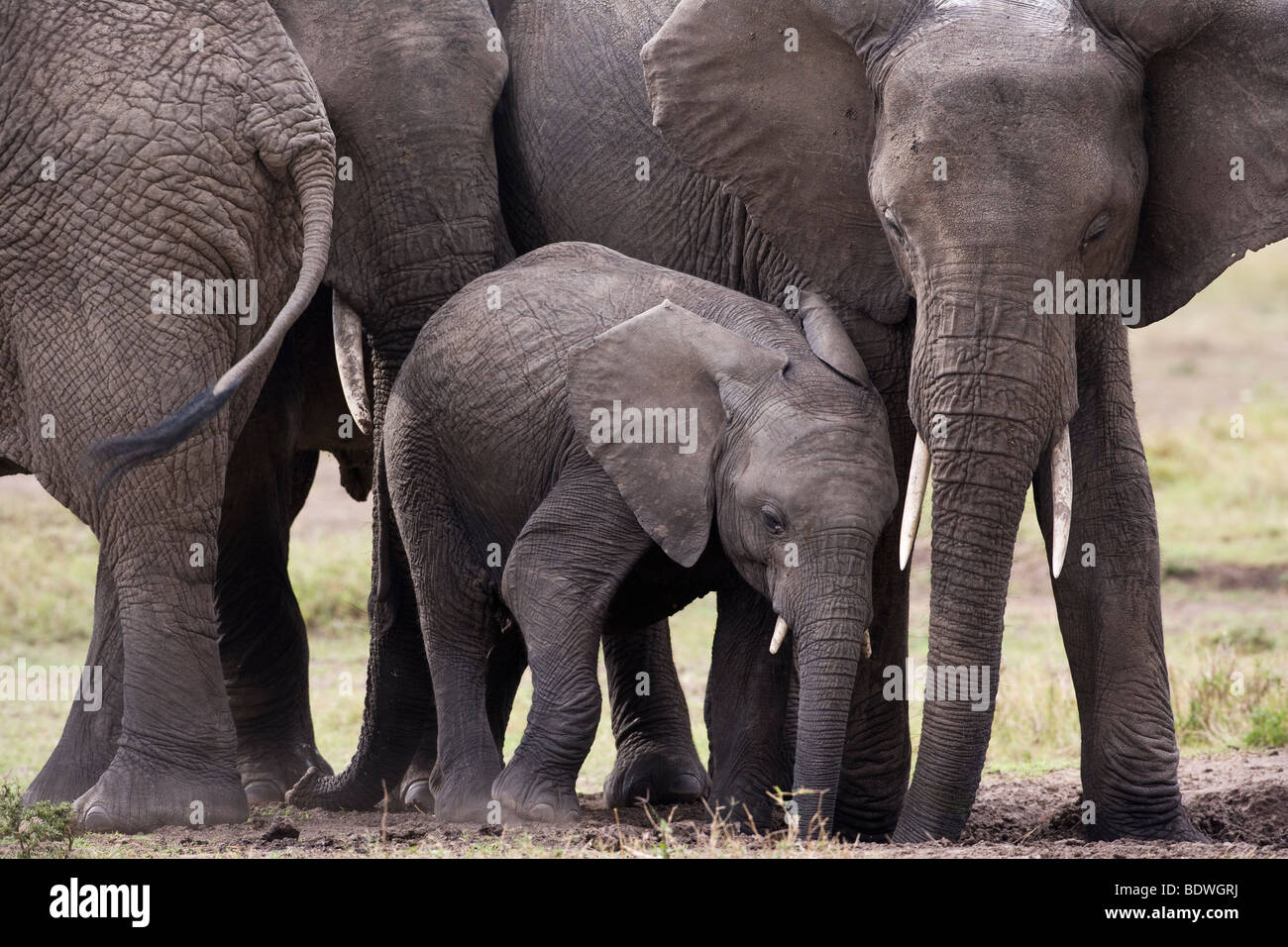 Close-up Baby and mother elephants affectionate hug rubbing together lovingly in Masai Mara of Kenya Africa, soft green grass background Stock Photo